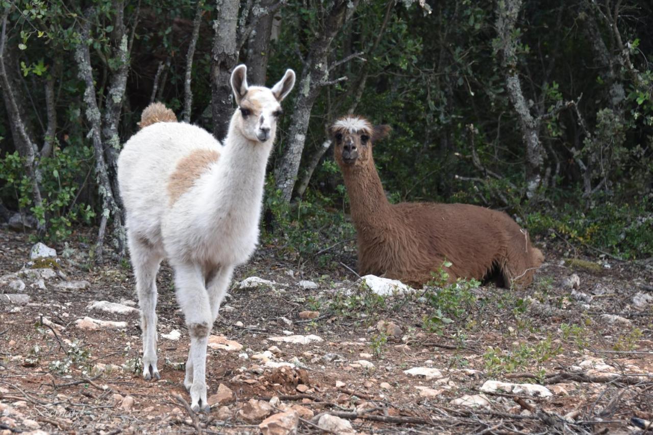 Les Gites Du Parc Animalier De Ginasservis Exterior photo
